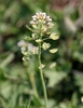 Flower detail