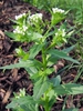 Flower and stem