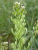 Flowers and seed pods