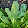 Leaves (Illinois in April)