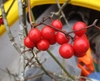 The only red fruited Smilax in North Carolina - close up. Winter