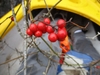 The only red fruited Smilax in North Carolina.  Winter, Craven C