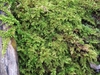 Fern-like moss covering the ground.