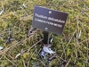 Fern-like moss covering the ground and sign identifying the moss