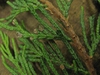 Leaf detail