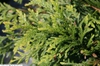 Thuja