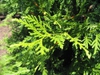 Leaf closeup