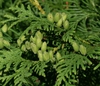 Thuja