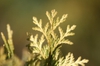 Thuja