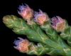 Thuja