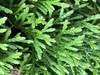 Thuja occidentalis