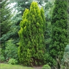 Thuja occidentalis 'Sunkist'