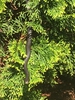 'Emerald' closeup (with Black Racer), spring, Durham County NC