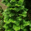Tall, fastigiate conifer.