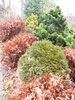 Thuja occidentalis 'Hetz's Midget'