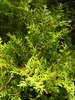 Thuja occidentalis 'Rheingold'