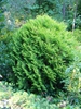 Thuja occidentalis 'Hetz's Midget'