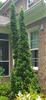 Tall, fastigiate conifer.