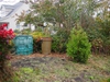 Thuja occidentalis