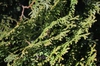Foliage