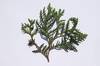 Thuja occidentalis