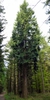 Form