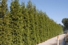 Hedge