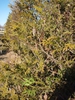 Thuja x Green Giant