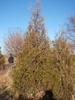 Thuja x Green Giant