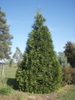 Growth Habit