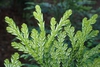 Underside of leaf
