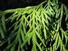 Thujopsis dolabrata