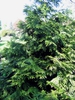 Thujopsis dolabrata