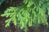 Thujopsis dolabrata