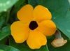 Flower detail