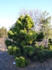 Pinus thunbergii 'Thunderhead'