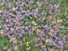 Thyme_(Thymus_vulgaris) flowers