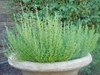 Thyme in a container
