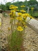 Thymophylla tenuiloba