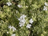 Thymus praecox