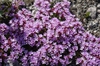 Thymus praecox