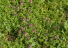 Thymus serpyllum