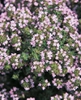 Thymus vulgaris