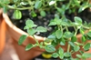 Thymus vulgaris