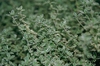 Thymus vulgaris