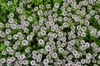 Form in bloom