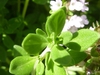 Leaf detail
