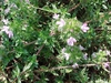 Flowers, stems, leaves
