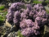 Form