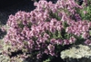 Thymus leucotrichus